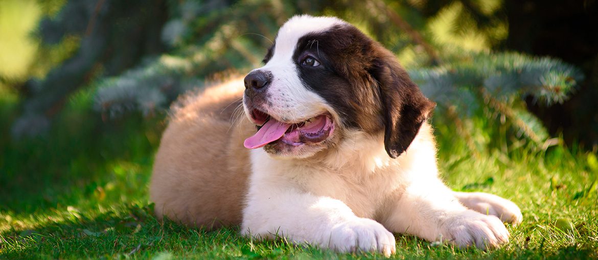 SAINT BERNARD